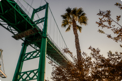 About Us: Picture of California Palm Tree next to Bridge