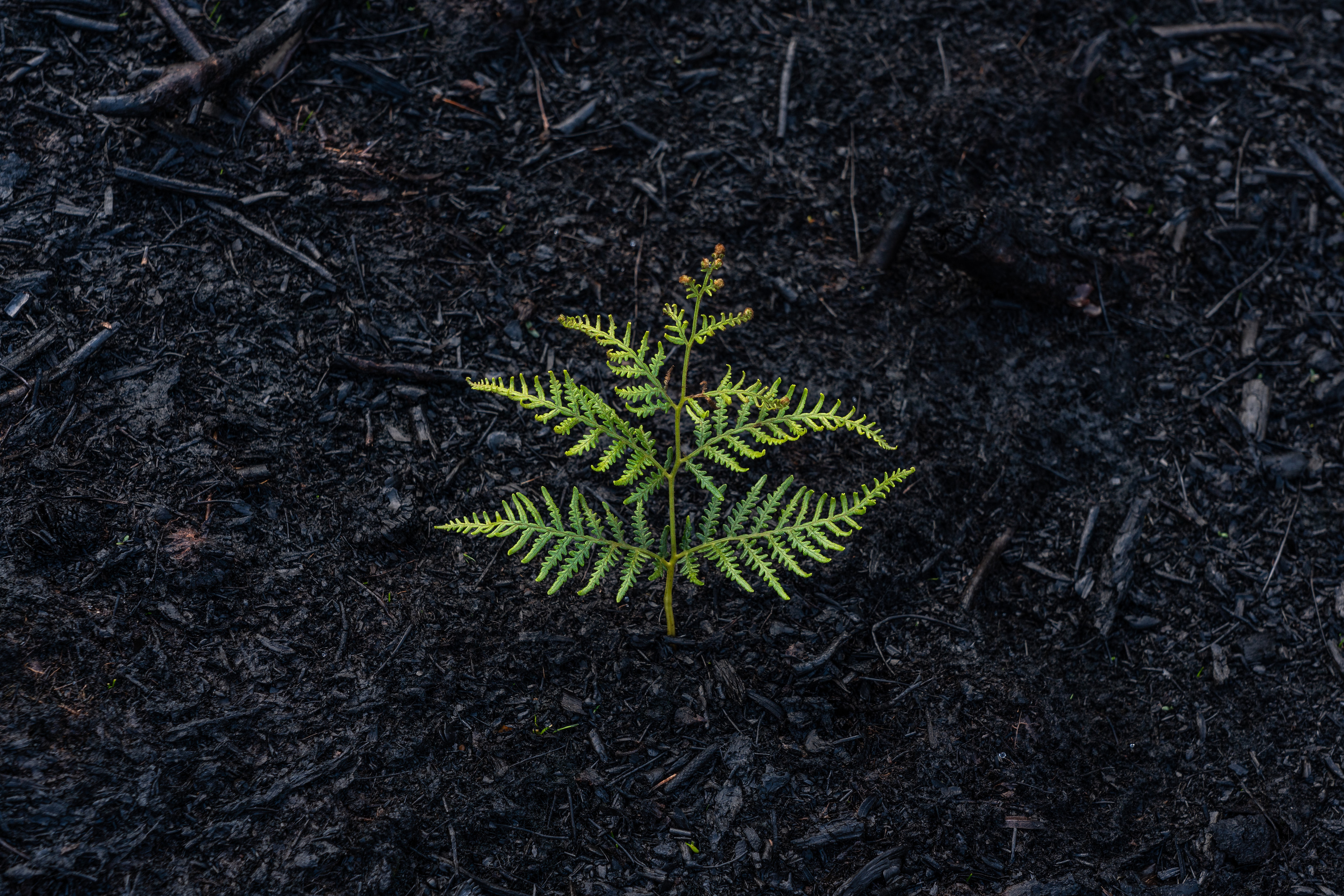 Photo of a fern growing in what looks like burnt ground.