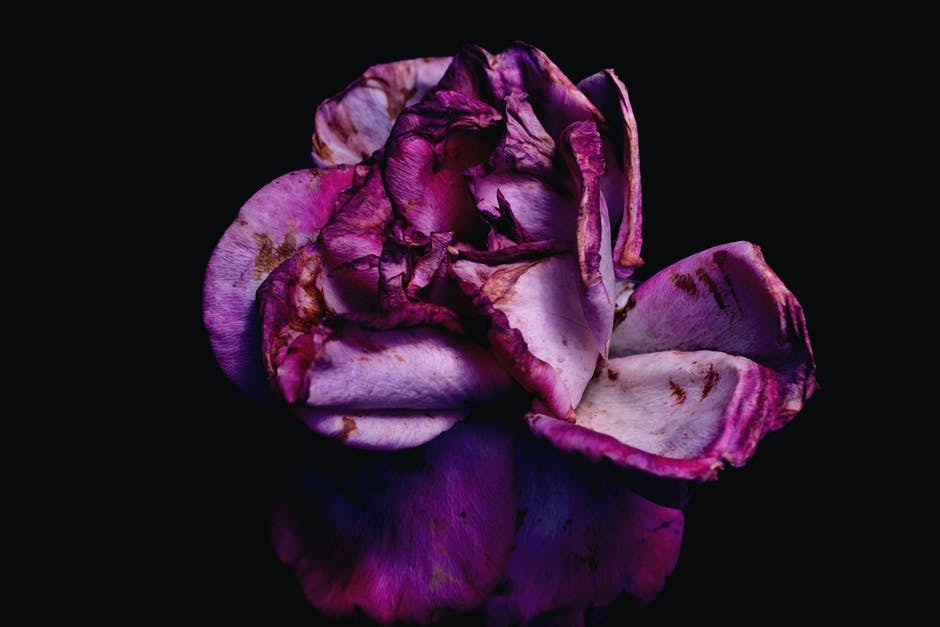 Photo of a dried, crumbled purple flower. 