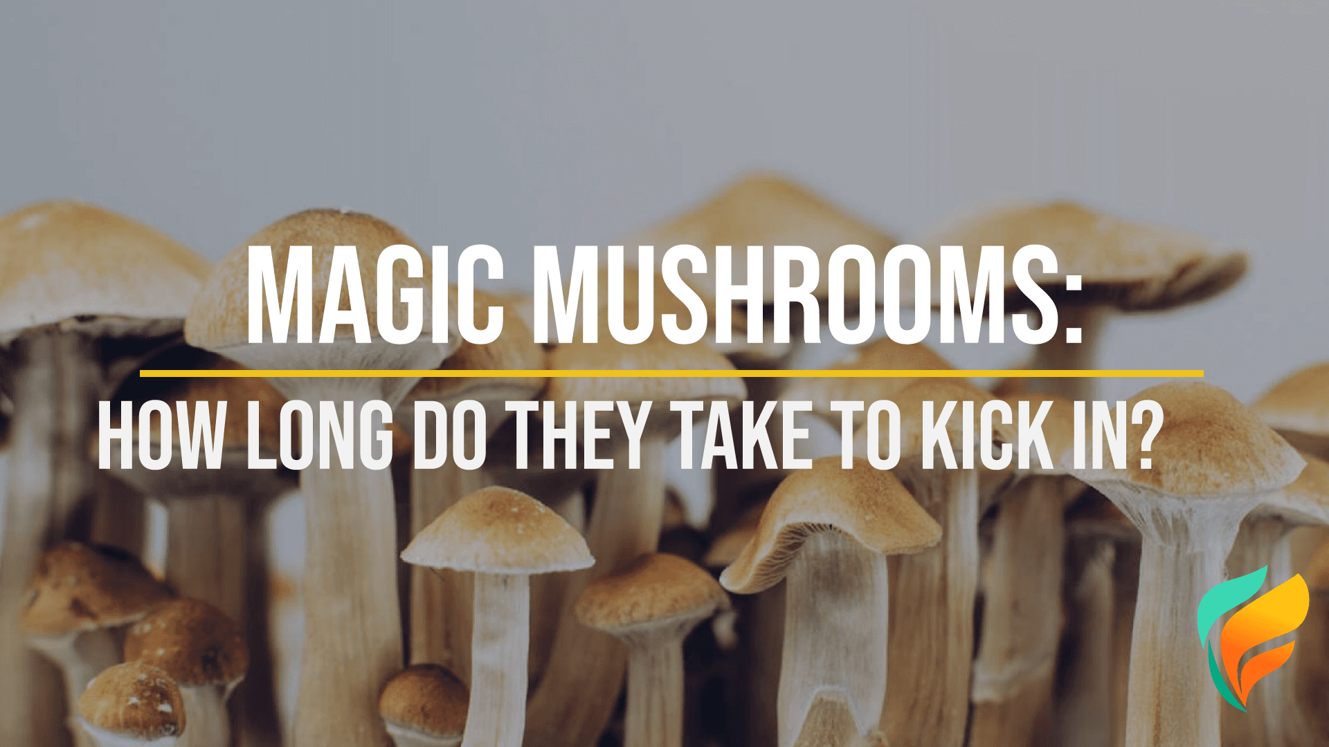 How Long Does It Take Magic Mushrooms To Kick In?