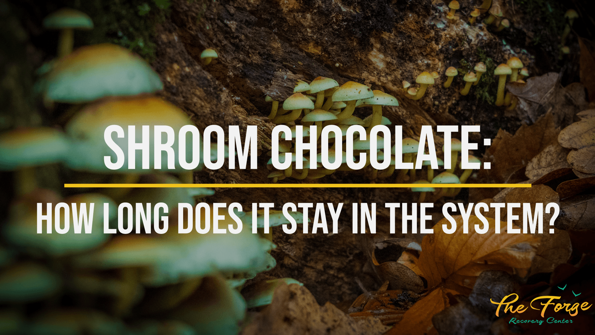 Shroom Chocolate: The Dangers of Mushroom Chocolate, Side Effects, & More