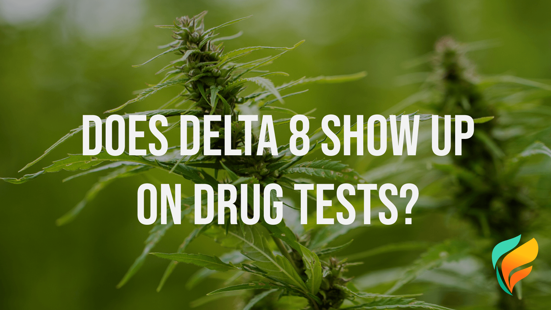 Does Delta 8 Show Up on Drug Tests? Does delta 8 show up on drug tests? Drug tests can detect delta 8 in your system in a variety of ways.