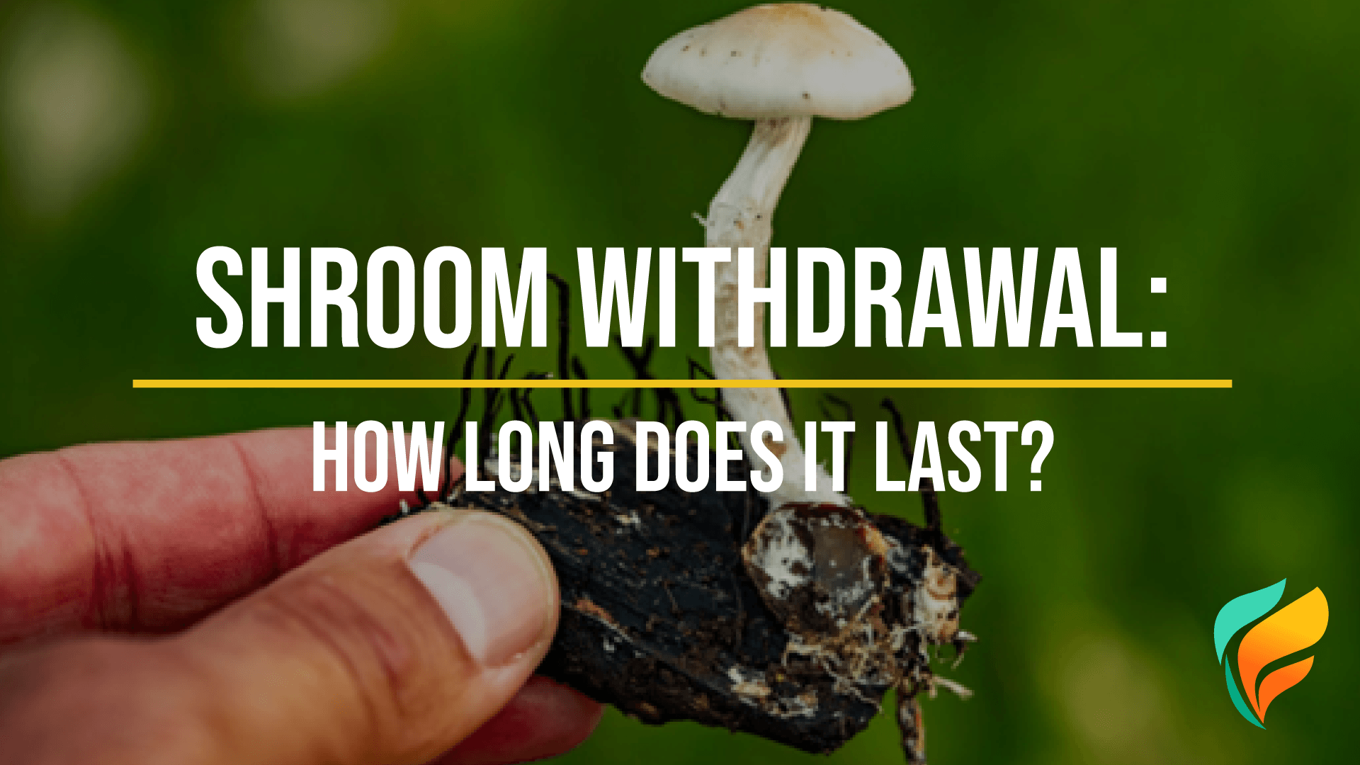 What is Shroom Withdrawal Like, and How Long Does It Last?