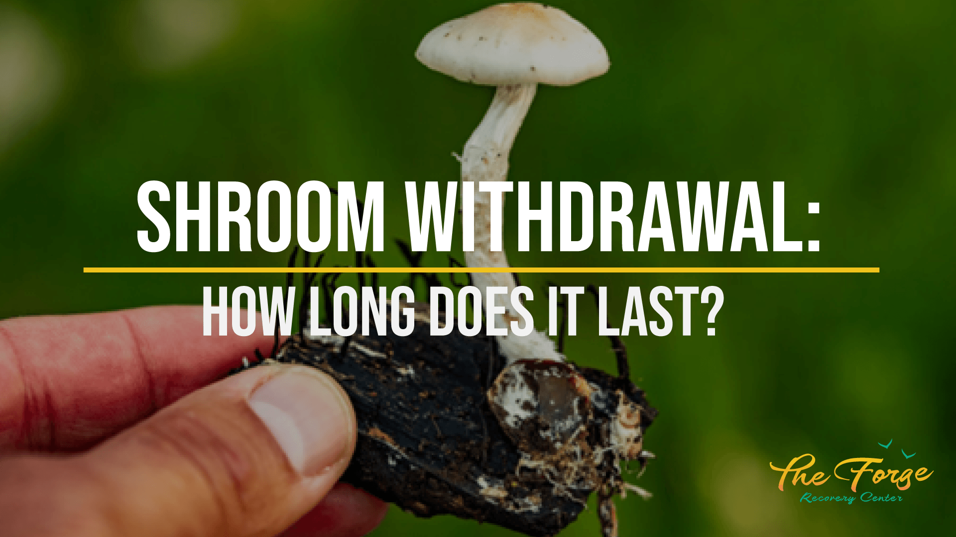 What is Shroom Withdrawal Like, and How Long Does It Last?