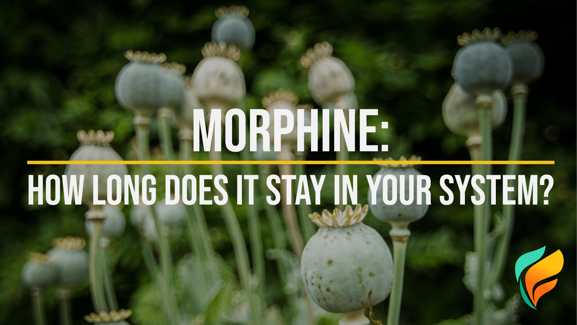 Facts About Morphine, Drug Tests, & More