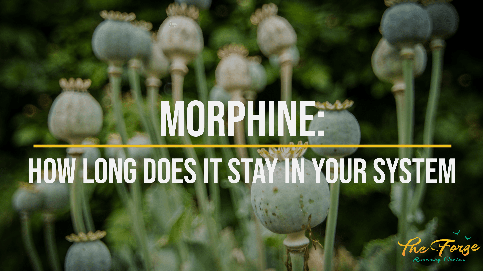 Morphine: How Long Does Morphine Stay in Your System & More