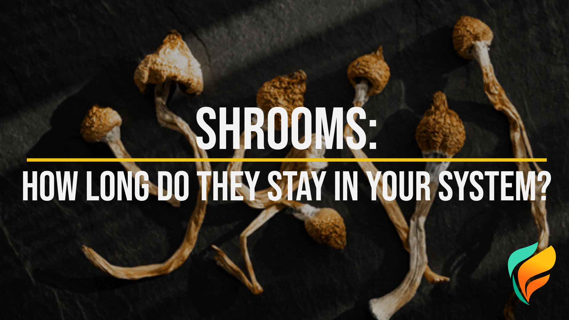 Shrooms: How Long Do Shrooms Stay in Your System, Effects, and More