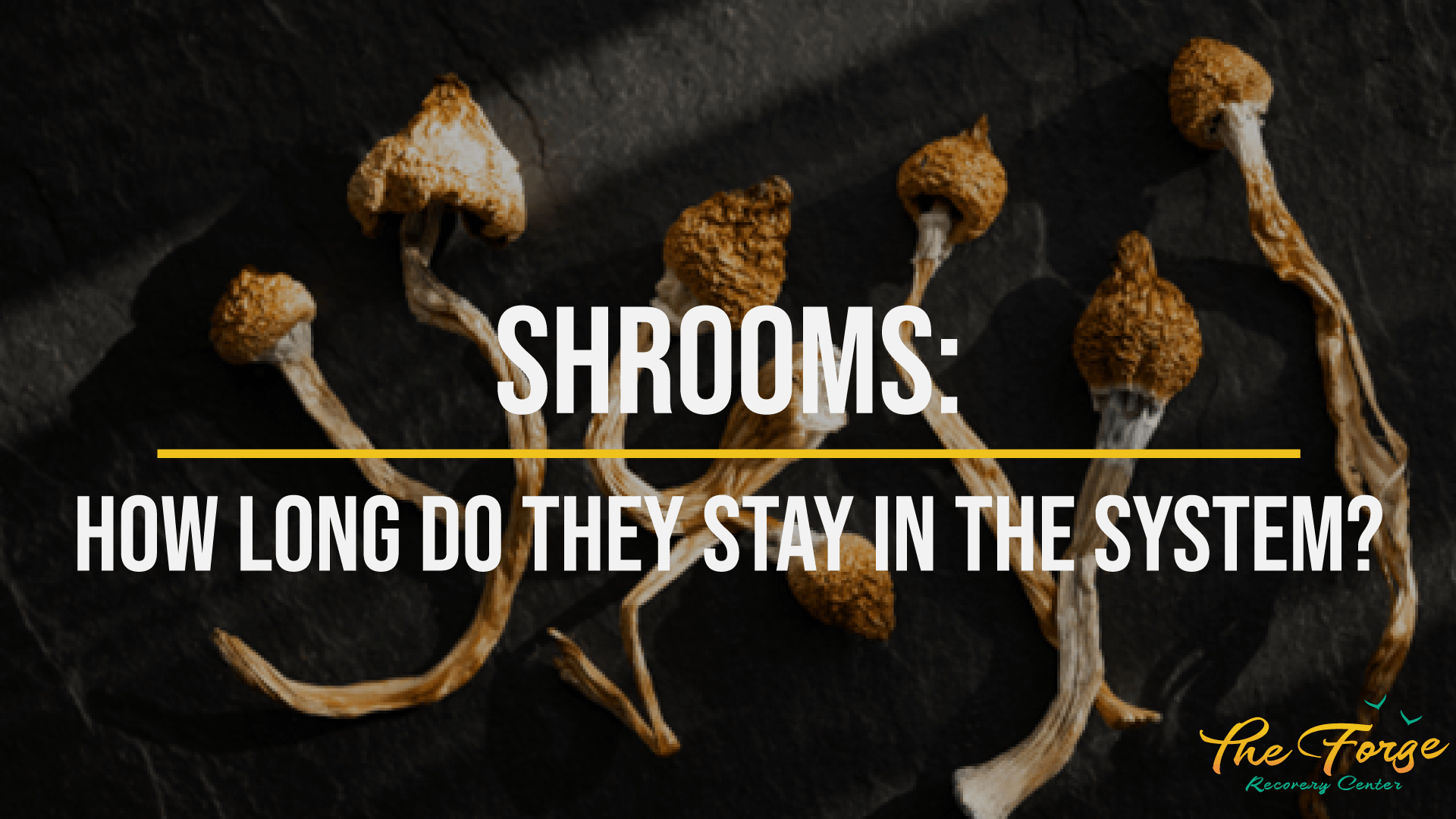 Shrooms: How Long Do Shrooms Stay in Your System, Effects, and More